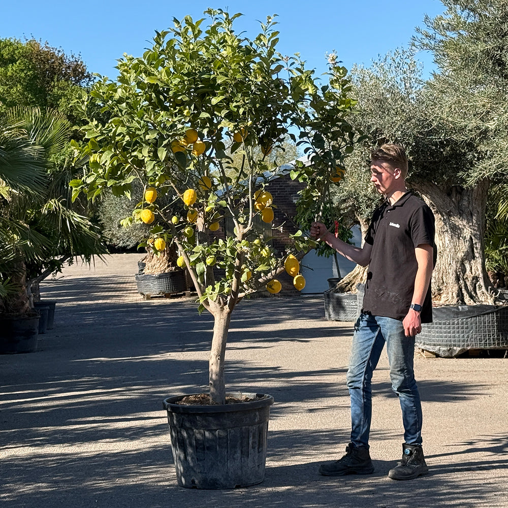 Citroenboom - 260 cm