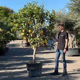 Citroenboom - 260 cm