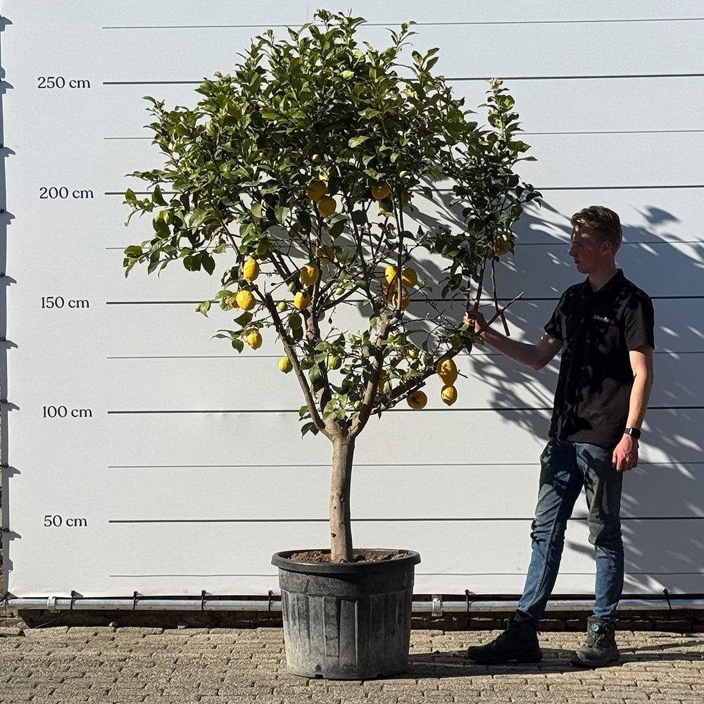 Citroenboom - 260 cm