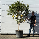 Citroenboom - 260 cm