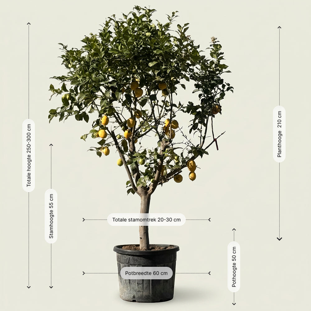 Citroenboom - 260 cm