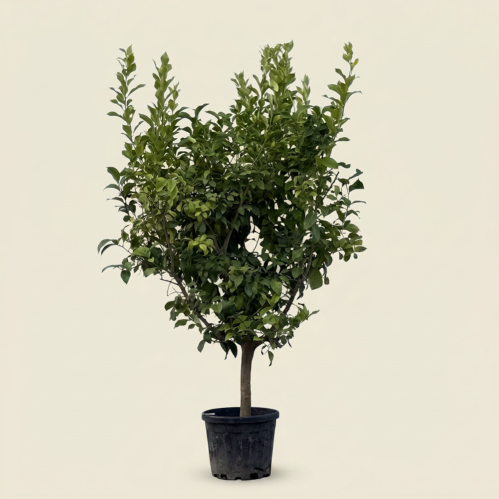 Citroenboom - 200 cm