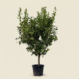 Citroenboom - 200 cm