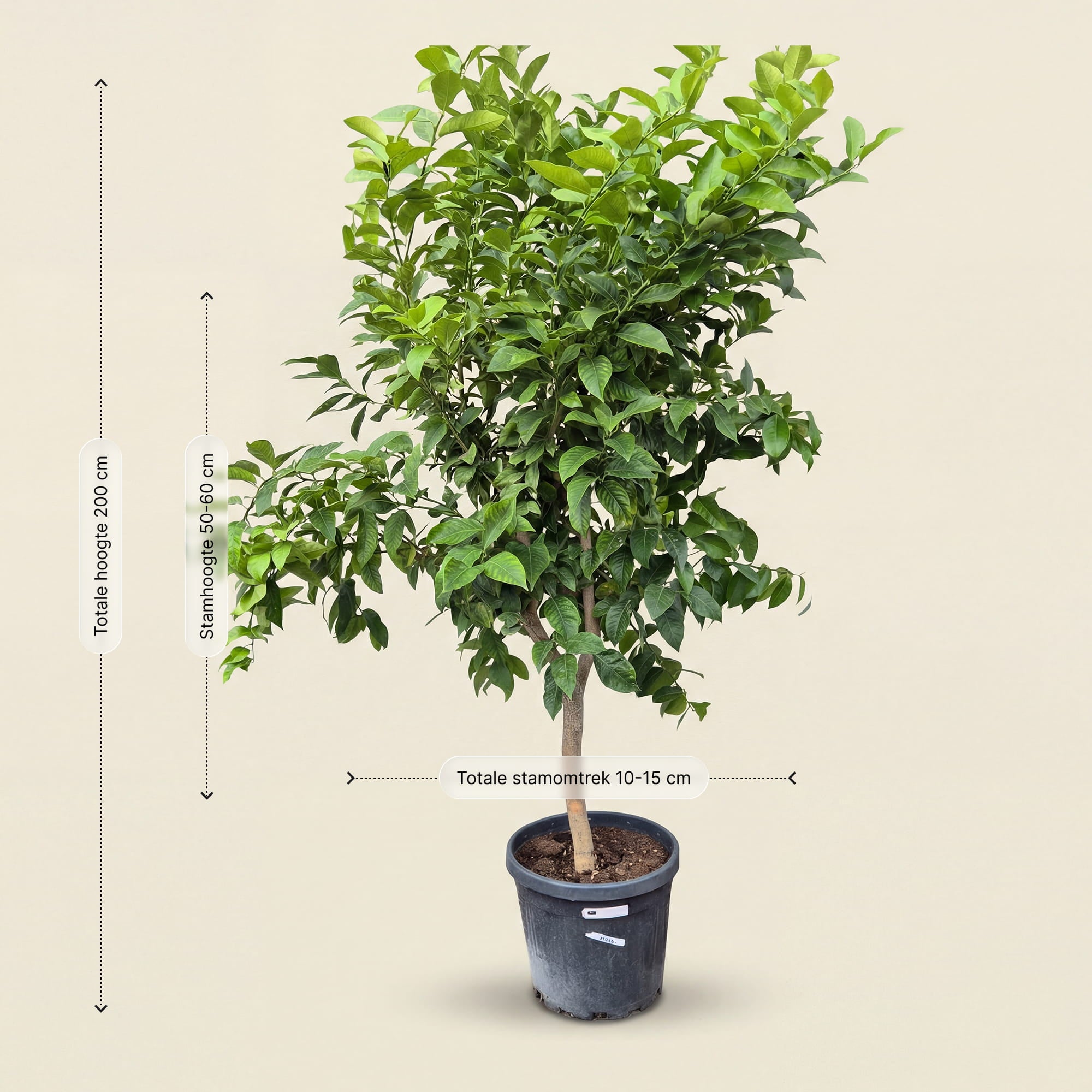 Citroenboom - 200 cm