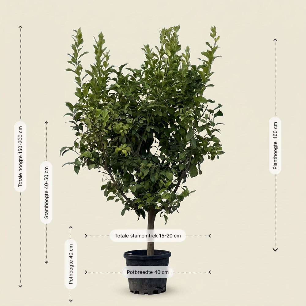 Citroenboom - 200 cm