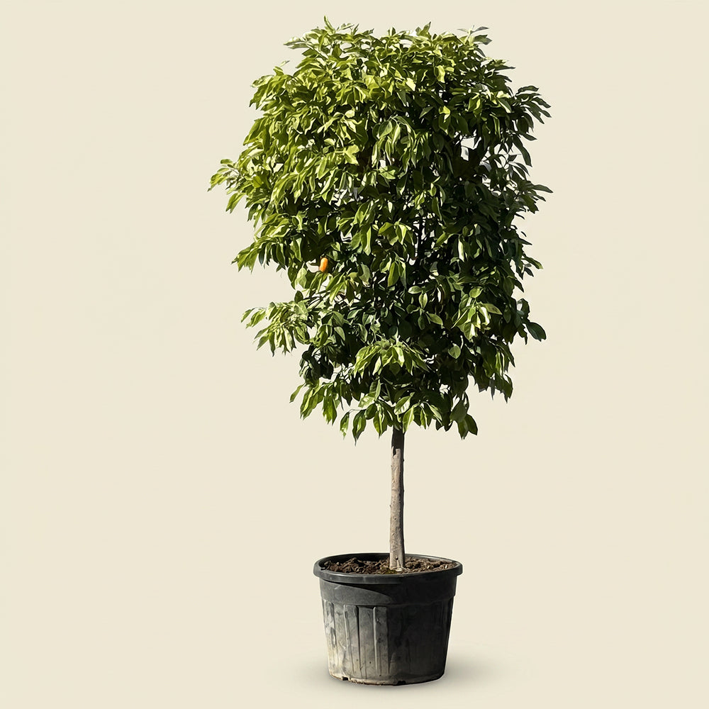 Bittersinaasappelboom