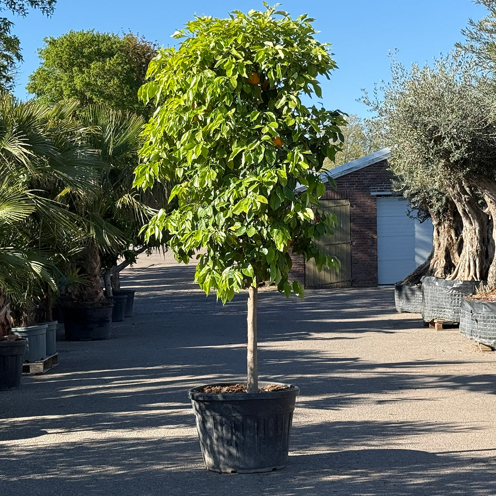 Bittersinaasappelboom