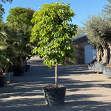 Bittersinaasappelboom