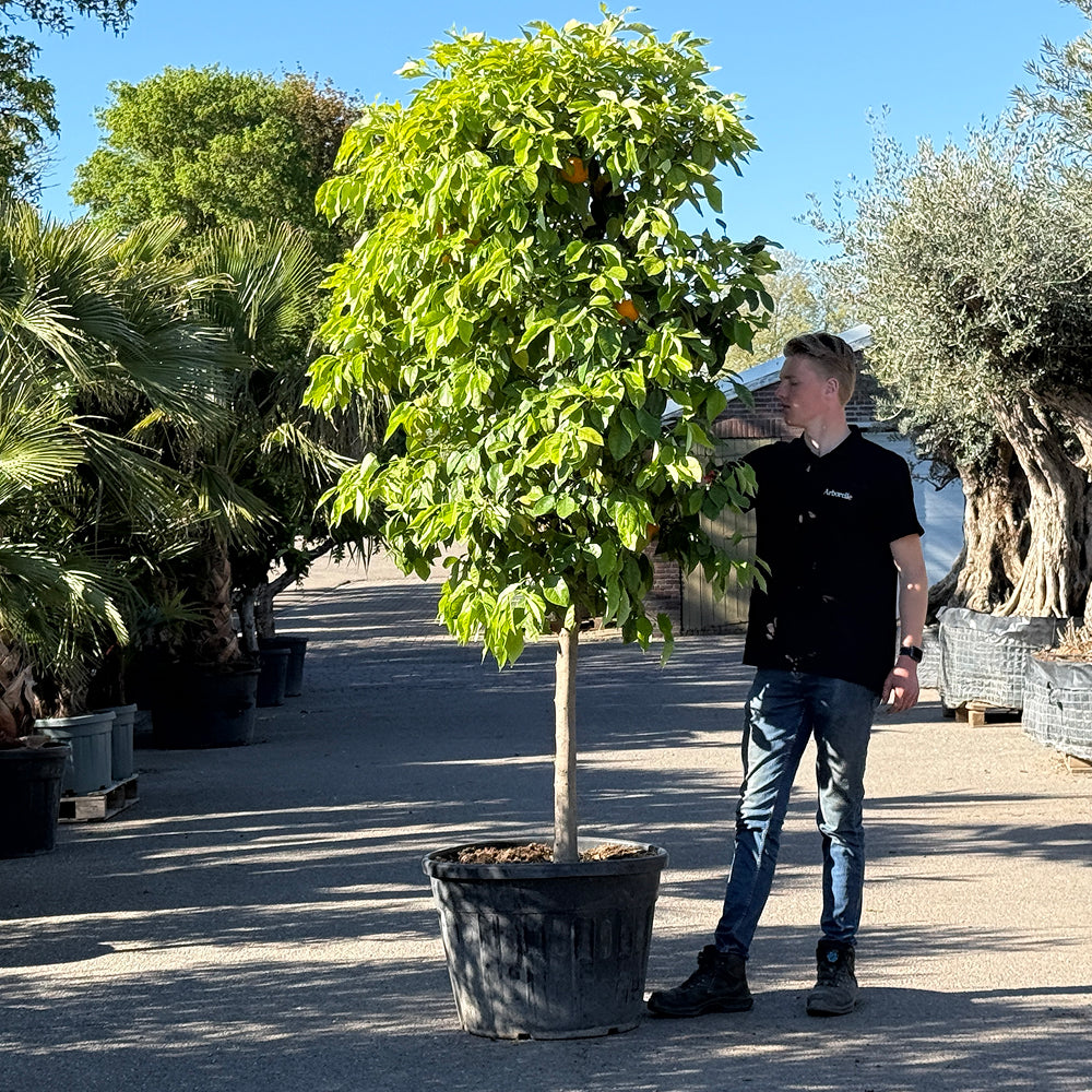 Bittersinaasappelboom