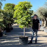 Bittersinaasappelboom