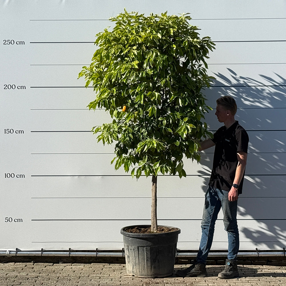 Bittersinaasappelboom