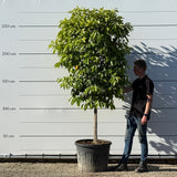 Bittersinaasappelboom