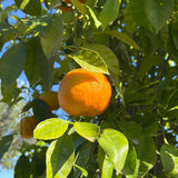 Bittersinaasappelboom