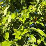 Bittersinaasappelboom
