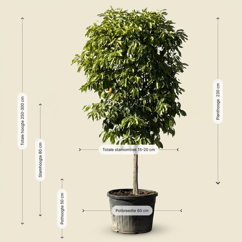Bittersinaasappelboom