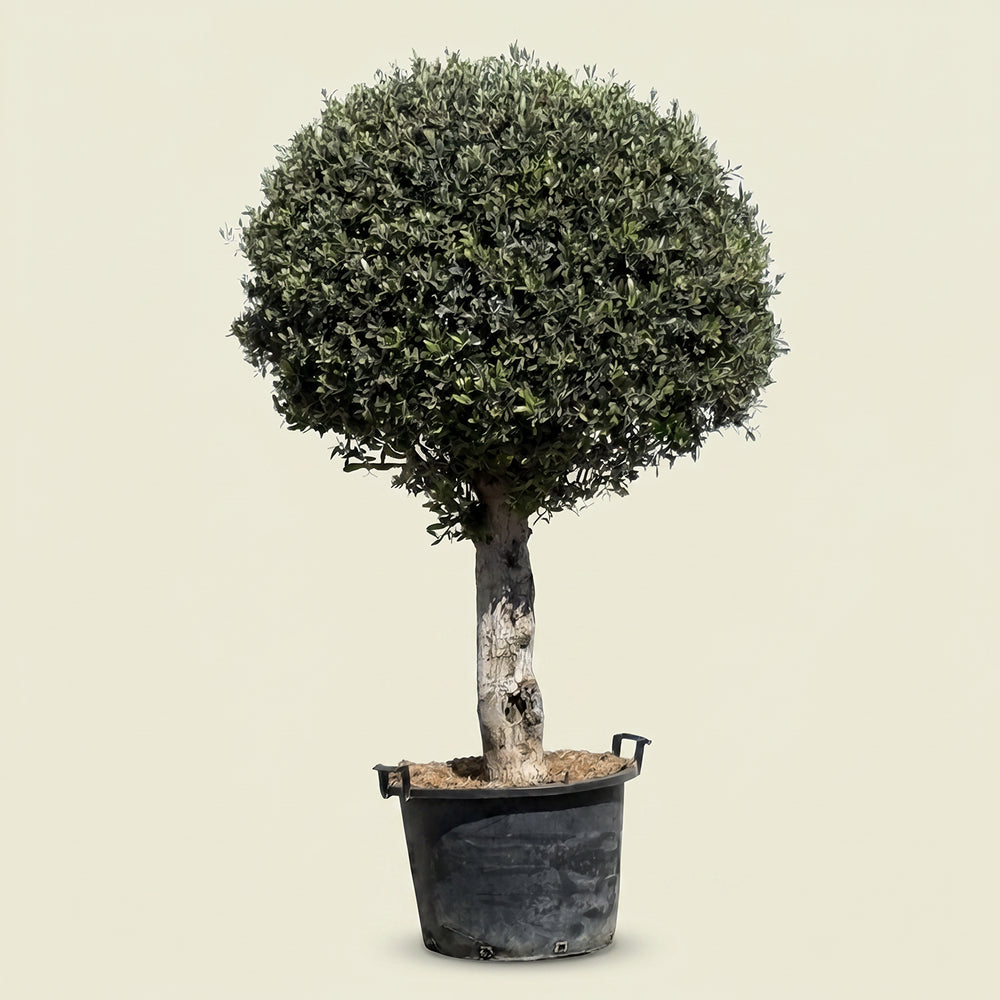 Olijfboom bolvorm - 180 cm