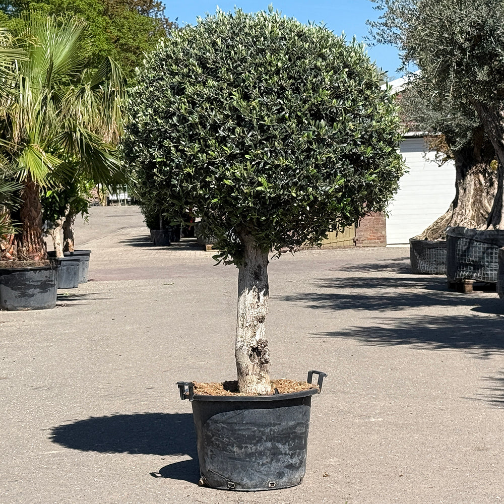 Olijfboom bolvorm - 180 cm