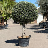 Olijfboom bolvorm - 180 cm