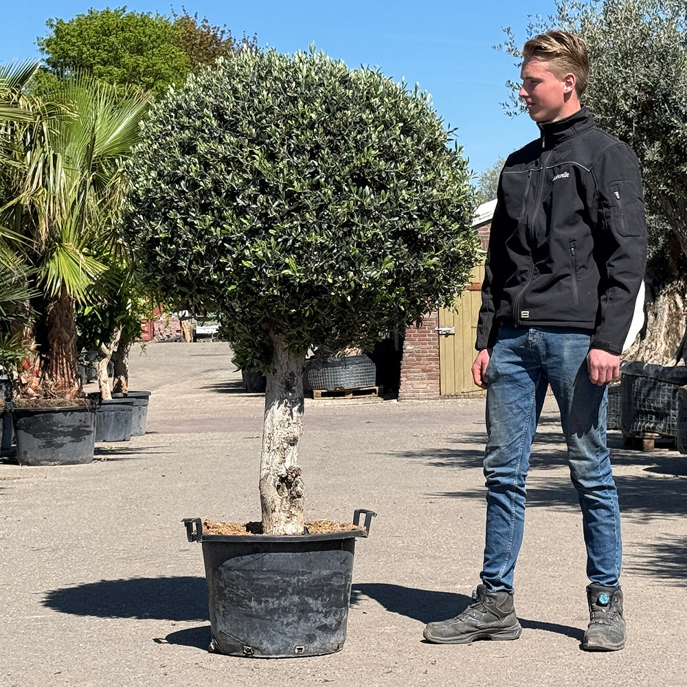 Olijfboom bolvorm - 180 cm