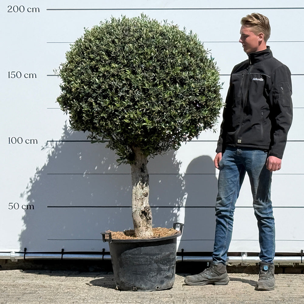 Olijfboom bolvorm - 180 cm