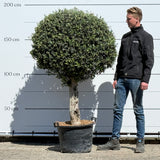 Olijfboom bolvorm - 180 cm
