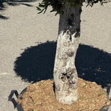 Olijfboom bolvorm - 180 cm