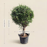 Olijfboom bolvorm - 190 cm