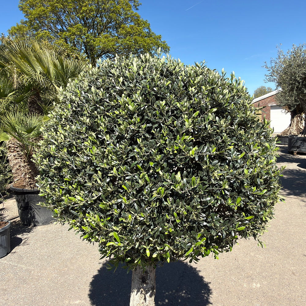 Olijfboom bolvorm - 180 cm