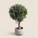 Olijfboom bolvorm - 190 cm