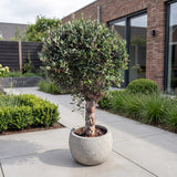 Olijfboom bolvorm - 190 cm