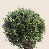 Olijfboom bolvorm - 190 cm