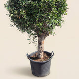 Olijfboom bolvorm - 190 cm