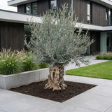 Olijfboom bonsai - 240 cm