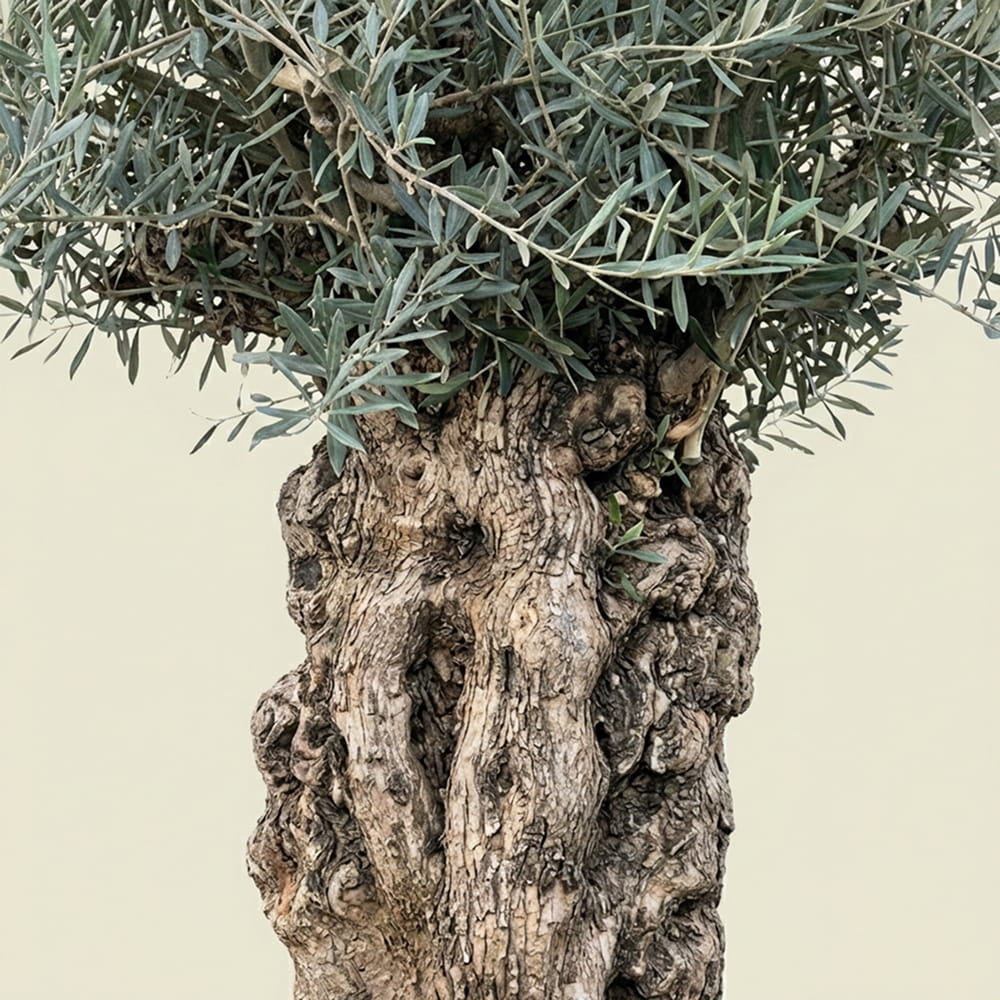 Olijfboom bonsai - 240 cm