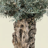 Olijfboom bonsai - 240 cm