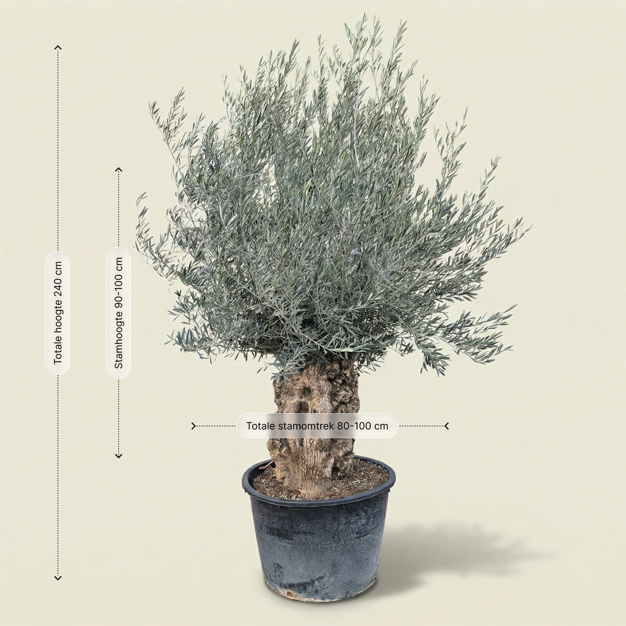 Olijfboom bonsai - 240 cm