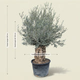 Olijfboom bonsai - 240 cm