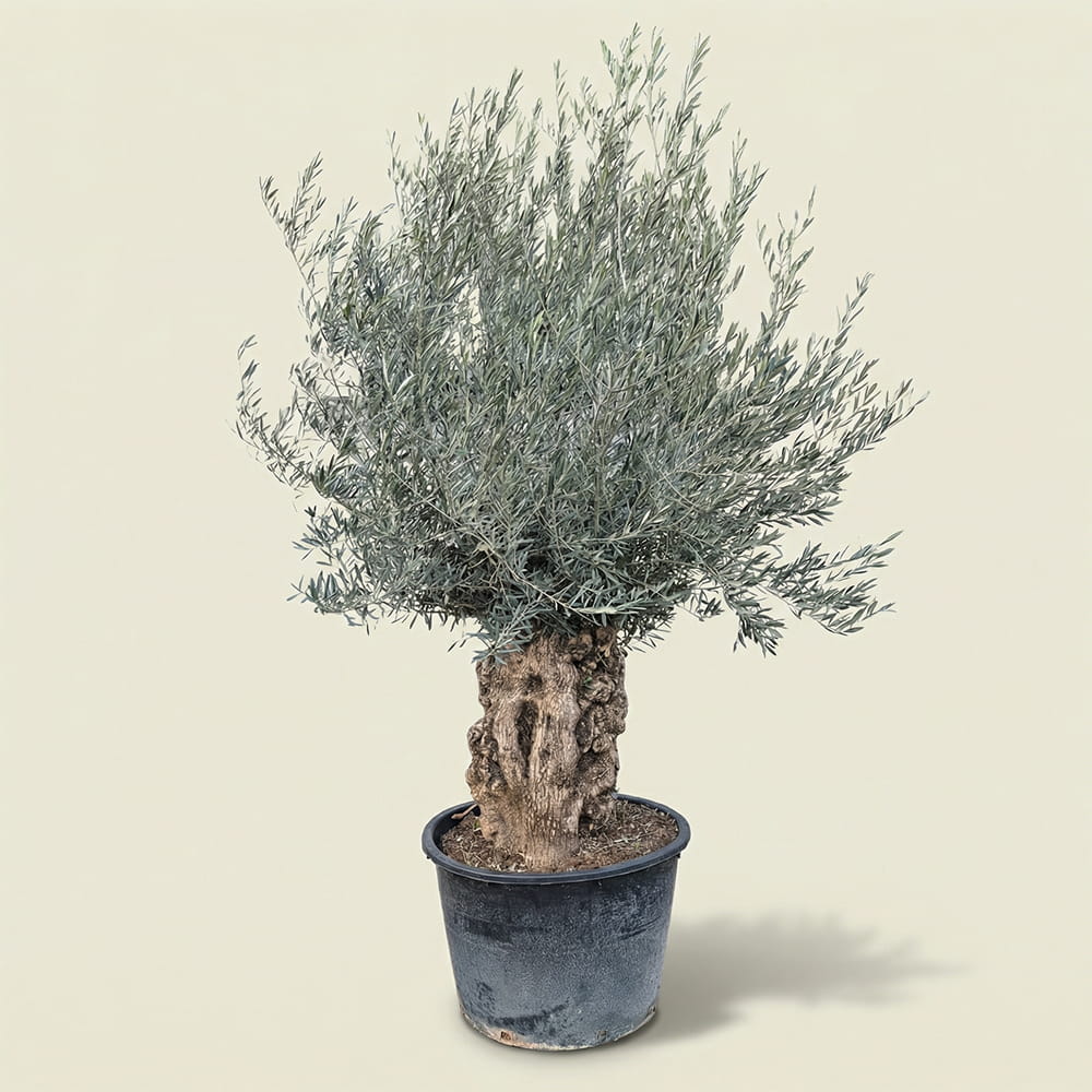 Olijfboom bonsai - 240 cm