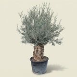 Olijfboom bonsai - 240 cm