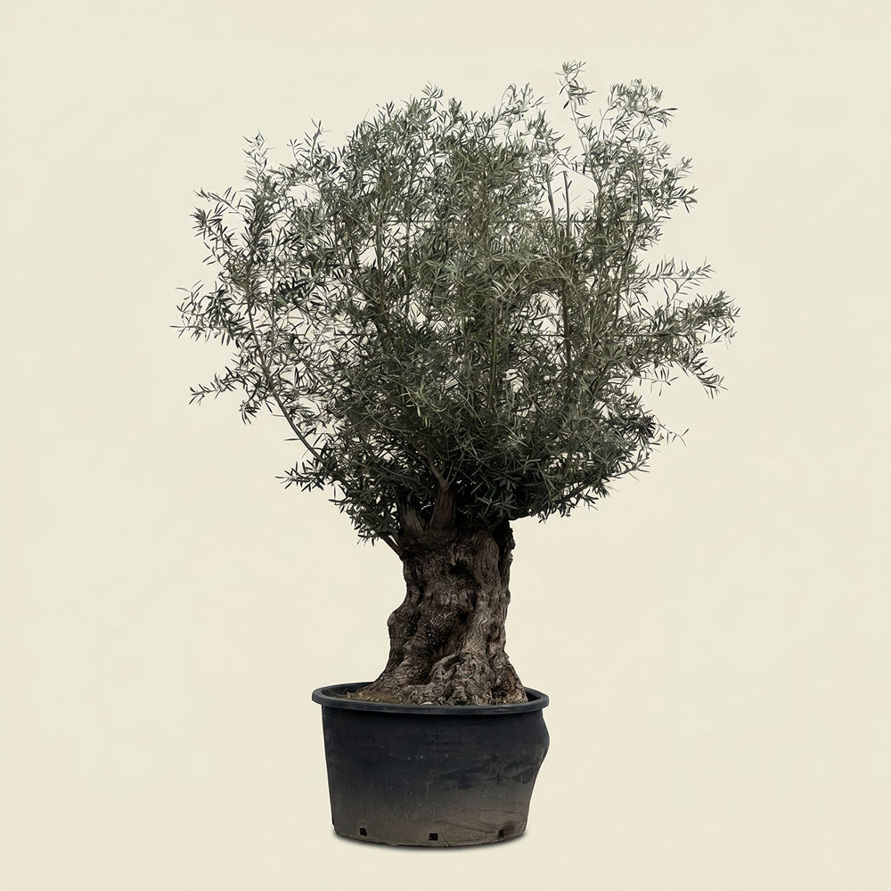 Olijfboom bonsai - 270 cm