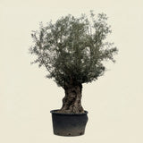 Olijfboom bonsai - 270 cm
