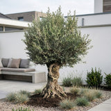 Olijfboom bonsai - 250 cm