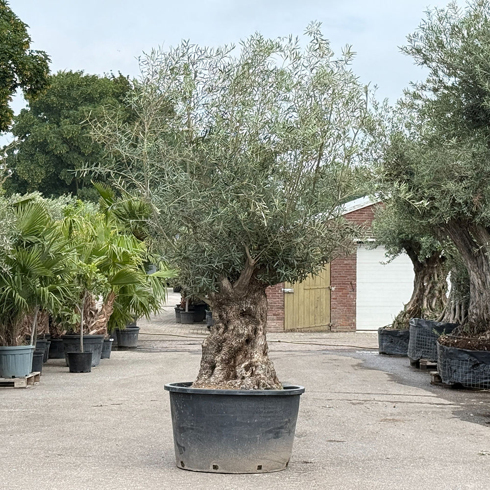 Olijfboom bonsai - 270 cm