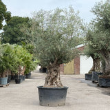 Olijfboom bonsai - 270 cm