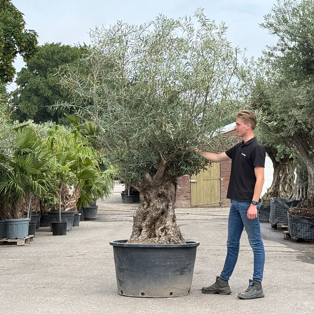 Olijfboom bonsai - 270 cm