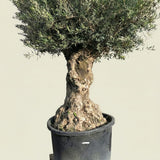 Olijfboom bonsai - 250 cm