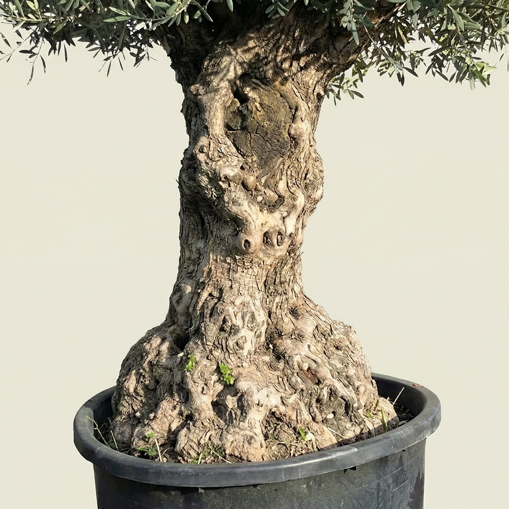 Olijfboom bonsai - 250 cm