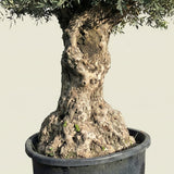 Olijfboom bonsai - 250 cm
