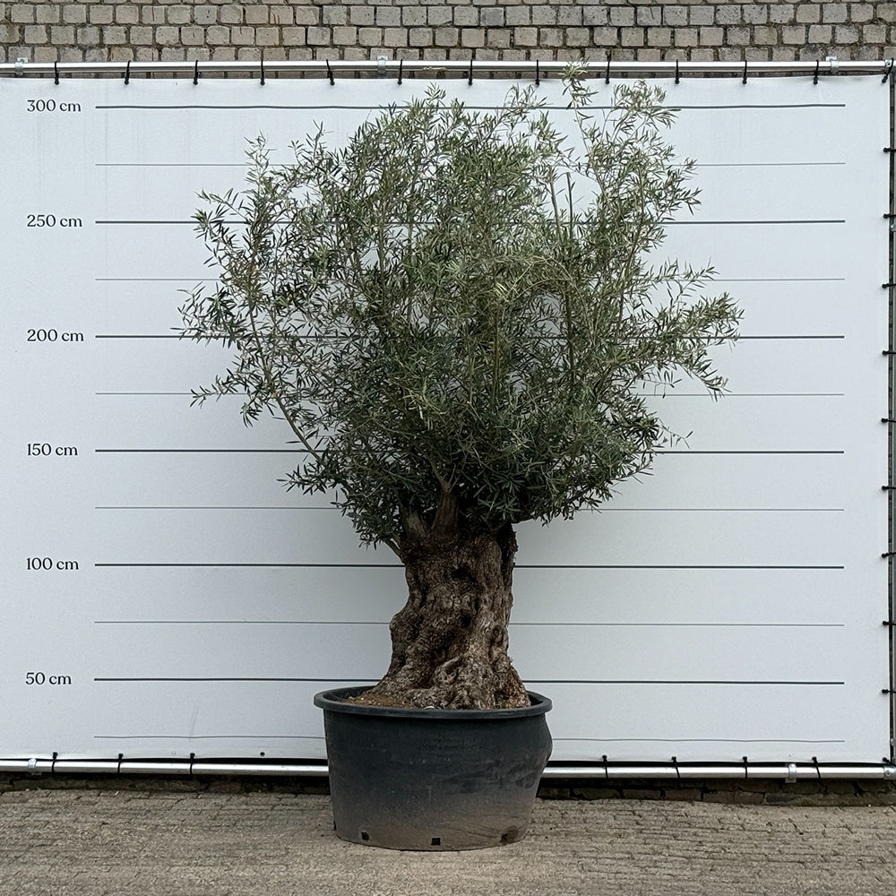 Olijfboom bonsai - 270 cm
