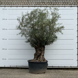 Olijfboom bonsai - 270 cm